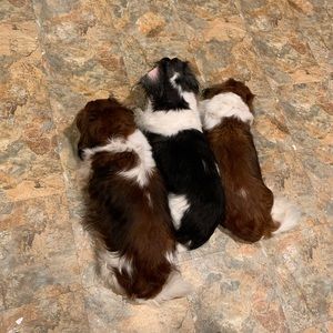 Meet your Posher, Martha